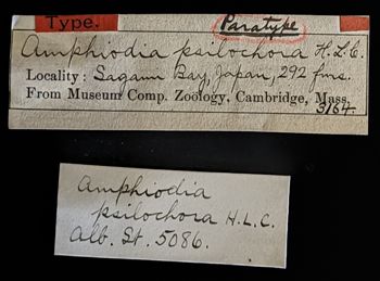 Media type: image;   Invertebrate Zoology OPH-3164 Description: Original handwritten specimen labels;  Aspect: labels
